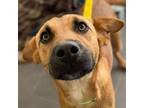 Adopt Gordo a Brown/Chocolate Black Mouth Cur / Mixed Breed (Medium) / Mixed