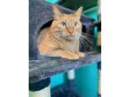 Adopt Gary a Orange or Red Tabby Domestic Shorthair (short coat) cat in
