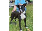Adopt Meeka a American Pit Bull Terrier / Mixed dog in Laingsburg, MI (40865546)