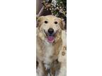 Adopt Luna a White - with Gray or Silver Great Pyrenees / Labrador Retriever /