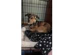 Adopt Mia a Tricolor (Tan/Brown & Black & White) Dachshund / Mixed Breed (Small)