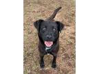 Adopt Skipper 24-D0205 HW+ a Black Mixed Breed (Medium) / Mixed Breed (Medium) /