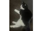 Adopt Breeze a Black & White or Tuxedo American Shorthair / Mixed (medium coat)