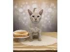 Adopt Toast a Tan or Fawn Tabby American Shorthair (short coat) cat in West Palm