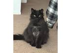 Adopt Lucinda a All Black Maine Coon (long coat) cat in Ypsilanti, MI (41391330)