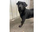 Adopt Shane a Black Labrador Retriever / Rottweiler / Mixed dog in Tahlequah