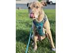 Adopt Moose a Brindle - with White Labrador Retriever / Plott Hound / Mixed dog