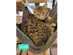 Adopt Jacqui a Domestic Shorthair / Mixed (short coat) cat in Richmond