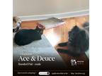Adopt Ace & Deuce a Black Chow Chow / Mixed dog in Houston, TX (41391314)