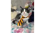Adopt GABRIEL a Black & White or Tuxedo American Shorthair / Mixed (short coat)