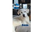 Adopt Sam a White - with Tan, Yellow or Fawn Great Pyrenees / Mixed dog in