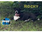 Adopt Rocky a Black - with White Husky / Mixed dog in Binghamton, NY (41391342)