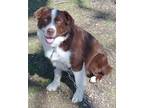 Adopt Bodi a Brown/Chocolate - with White Australian Shepherd / Border Collie /