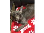 Adopt New York a Brown/Chocolate Miniature Schnauzer / Mixed dog in Newport