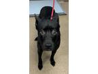 Adopt Baby Astro a Black Mixed Breed (Medium) / Mixed Breed (Medium) / Mixed