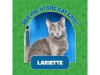 Adopt Lariette a Gray or Blue Domestic Shorthair / Mixed Breed (Medium) / Mixed