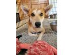 Adopt Bingo a Red/Golden/Orange/Chestnut Australian Cattle Dog / German Shepherd