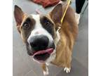 Adopt Target a Brown/Chocolate Bull Terrier / Mixed Breed (Medium) / Mixed