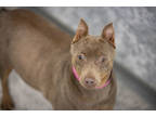 Adopt Isabelle a Tan/Yellow/Fawn Miniature Pinscher / Mixed (short coat) dog in