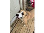 Adopt Maksim a Tan/Yellow/Fawn - with White Labrador Retriever / Mutt / Mixed