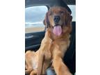 Adopt Bear a Red/Golden/Orange/Chestnut Golden Retriever / Mixed dog in