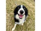 Adopt Archer a Black - with White Border Collie / Mixed dog in Arden