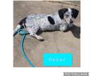 Adopt Oscar a Gray/Silver/Salt & Pepper - with White Basset Hound / Beagle /