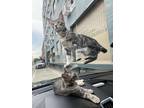 Adopt Baby a Gray or Blue Tabby / Mixed (medium coat) cat in Beverly Hills