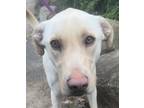 Adopt Blonde Bomb Brad a Tan/Yellow/Fawn Labrador Retriever dog in Mishawaka