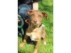 Adopt Gene a Red/Golden/Orange/Chestnut Rhodesian Ridgeback / Mixed dog in Grand