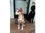 Adopt Tucker a Red/Golden/Orange/Chestnut - with White Alaskan Malamute / Mixed