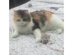 Adopt Baby Girl a Calico cat in Breinigsville, PA (41391159)