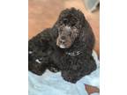 Adopt Amelia a Poodle (Standard) / Mixed dog in Atlanta, GA (41364277)