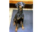 Adopt Donna a Black - with Tan, Yellow or Fawn Doberman Pinscher / Mixed dog in