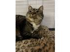 Adopt Keeper a Brown or Chocolate (Mostly) American Shorthair (short coat) cat