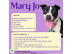 Adopt Mary Jo a Black - with White Pit Bull Terrier / Border Collie dog in