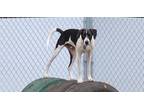 Adopt Hunter a Black - with White Labrador Retriever / Border Collie dog in
