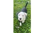 Adopt Lila (Lulu's Litter) a White - with Black American Staffordshire Terrier /