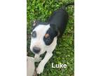 Adopt Luke (Lulu's Litter) a Black - with White American Staffordshire Terrier /