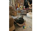 Adopt Princess a Tan or Fawn Tabby American Shorthair / Mixed (short coat) cat