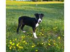 Adopt Sunday a Black - with White Australian Shepherd / Collie dog in Pulaski