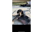 Adopt Meaux (said Moe) a Gray/Blue/Silver/Salt & Pepper Bluetick Coonhound /