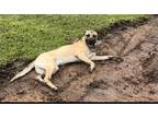 Adopt Ragnar a Tan/Yellow/Fawn - with Black Great Dane / Mixed dog in Nederland