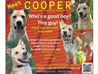 Adopt Cooper a German Shepherd Dog / Golden Retriever dog in New Braunfels