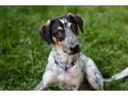 Adopt Triscuit a White - with Black Bluetick Coonhound / Mixed dog in