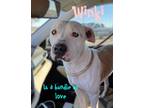 Adopt Winki a White - with Brown or Chocolate American Staffordshire Terrier dog