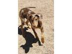 Adopt Pumpkin ***RESCUE CENTER*** a Doberman Pinscher / Catahoula Leopard Dog