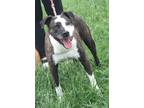 Adopt Joker a Brindle - with White American Pit Bull Terrier / Mixed dog in