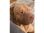 Adopt Jiggles a Tan/Yellow/Fawn Shar Pei / Great Pyrenees / Mixed dog in