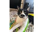 Adopt Alfa a Black & White or Tuxedo American Bobtail / Mixed (short coat) cat